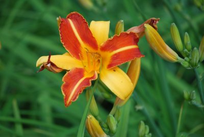 Hemerocallis hybr. - denivka - květ